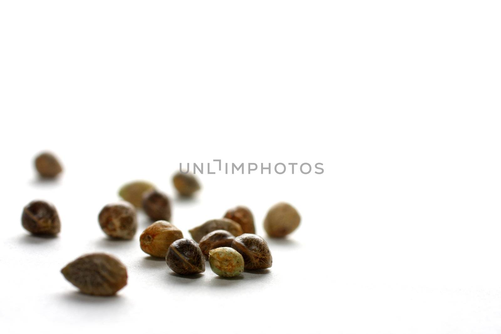 Isolated shot of hemp seeds on white background