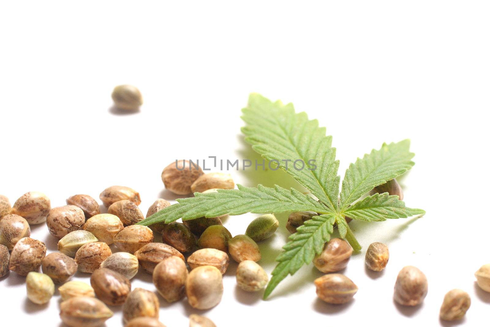 Cannabis, hemp, or marijuana leaf with seeds on white background