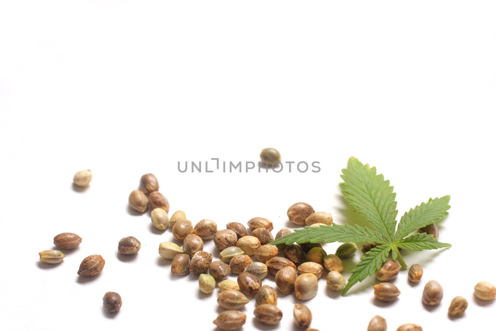 Cannabis, hemp, or marijuana leaf with seeds on white background