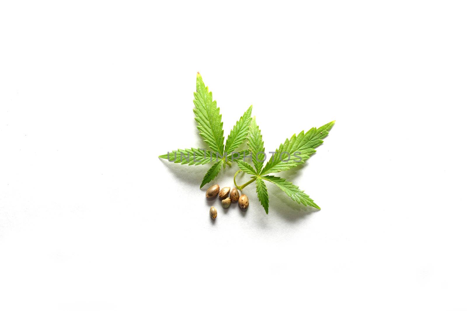 Leaves and seeds from the cannabis plant, hemp, or marijuana on white background