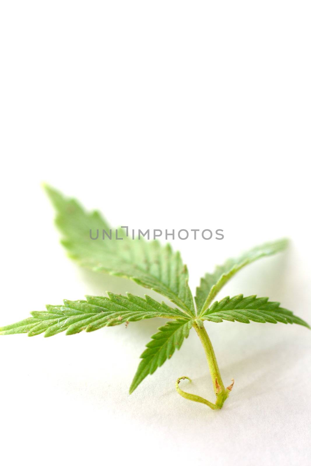 Close-up shot of a cannabis, or marijuana, leaf