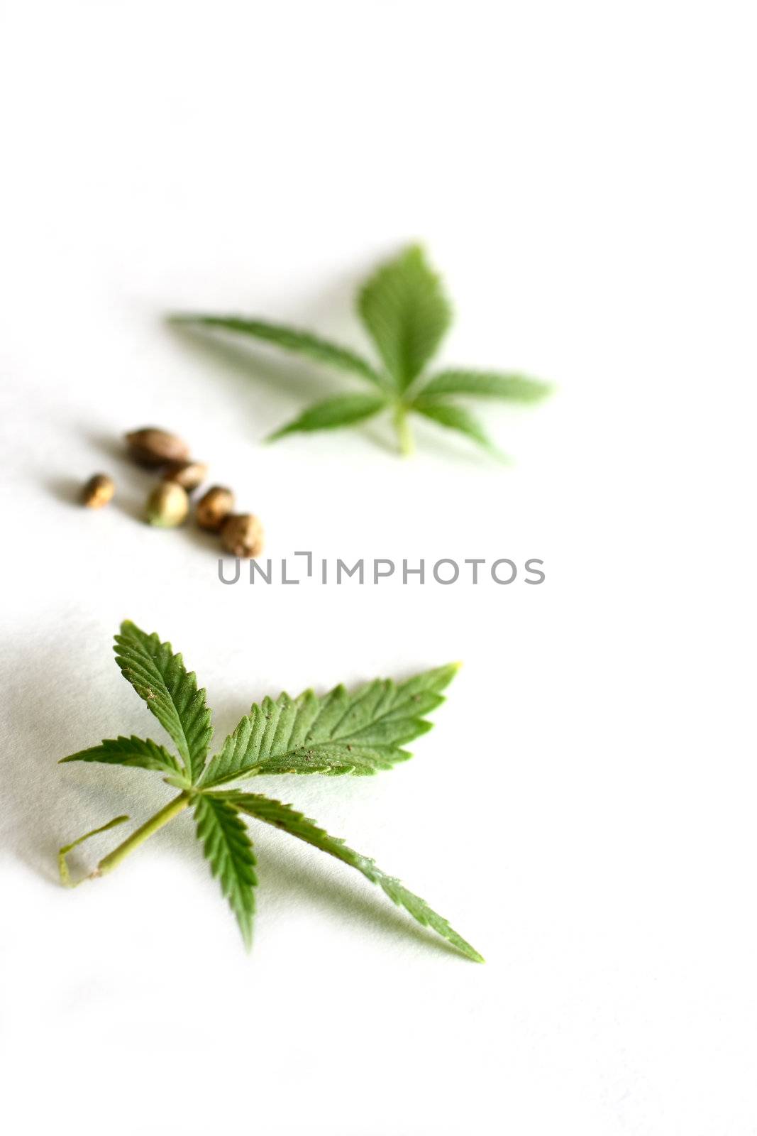 Leaves and seeds from the cannabis plant, hemp, or marijuana on white background