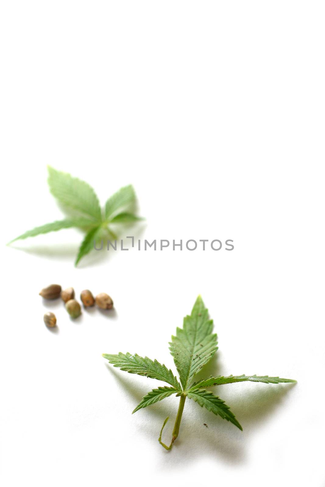 Leaves and seeds from the cannabis plant, hemp, or marijuana on white background