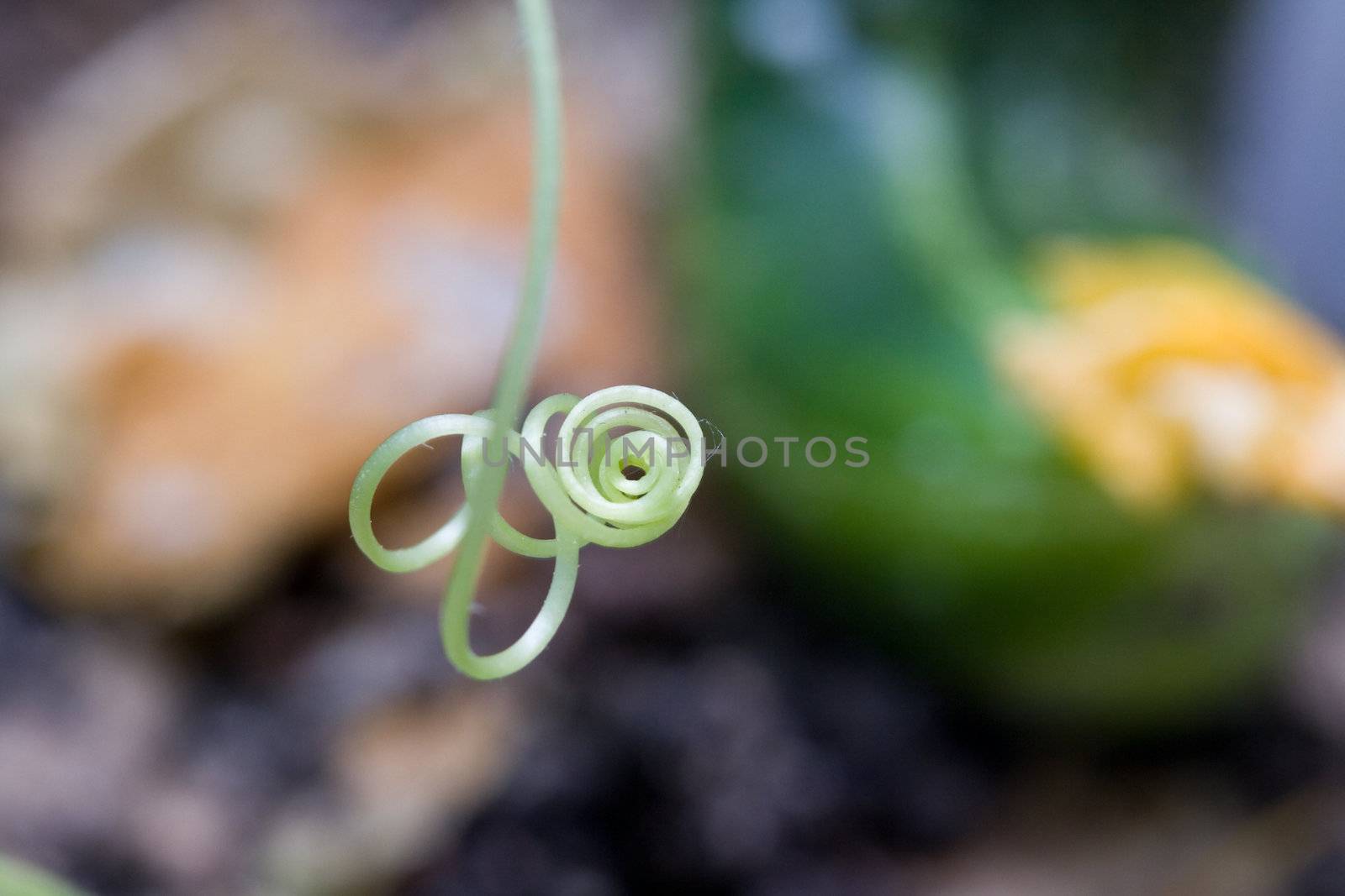 tendril of a cucumber on green flower's blurry background