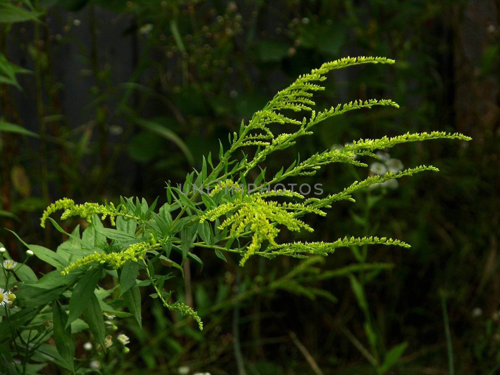 blooming field grass on a dark background