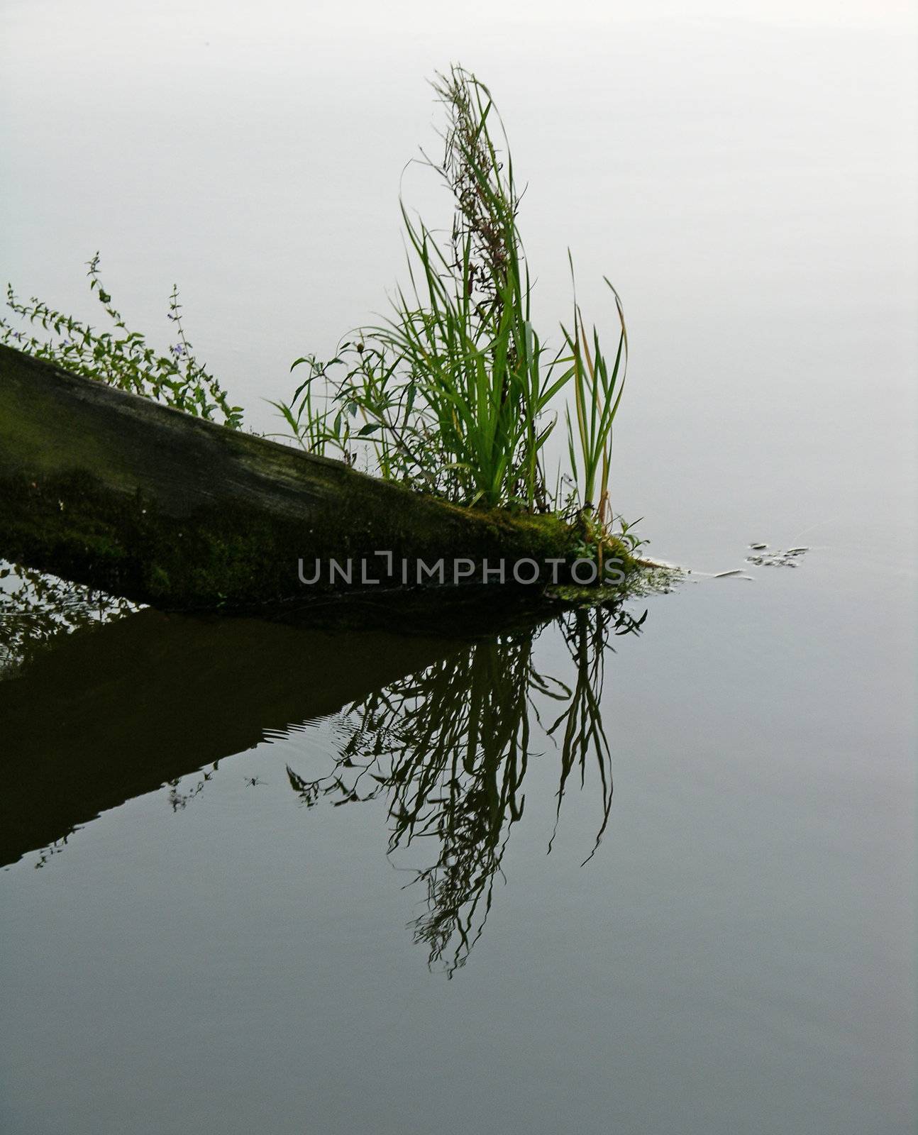 flight of tree above water by Sergieiev