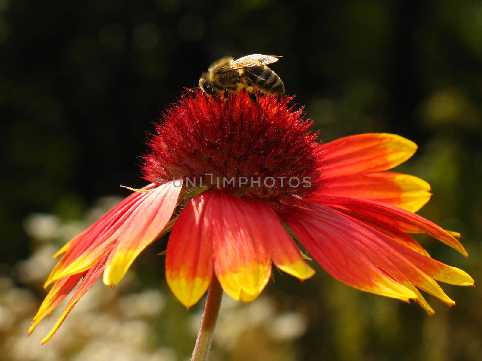 A bee is gathering pollen on top of a red flower.