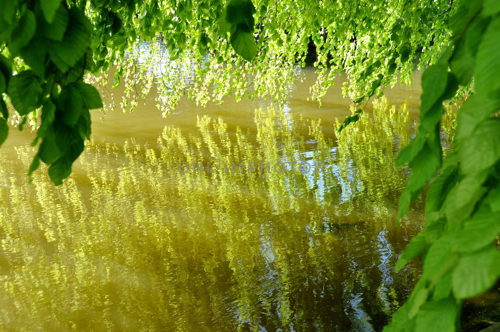 Tree leaves reflecting on a pond, spring season