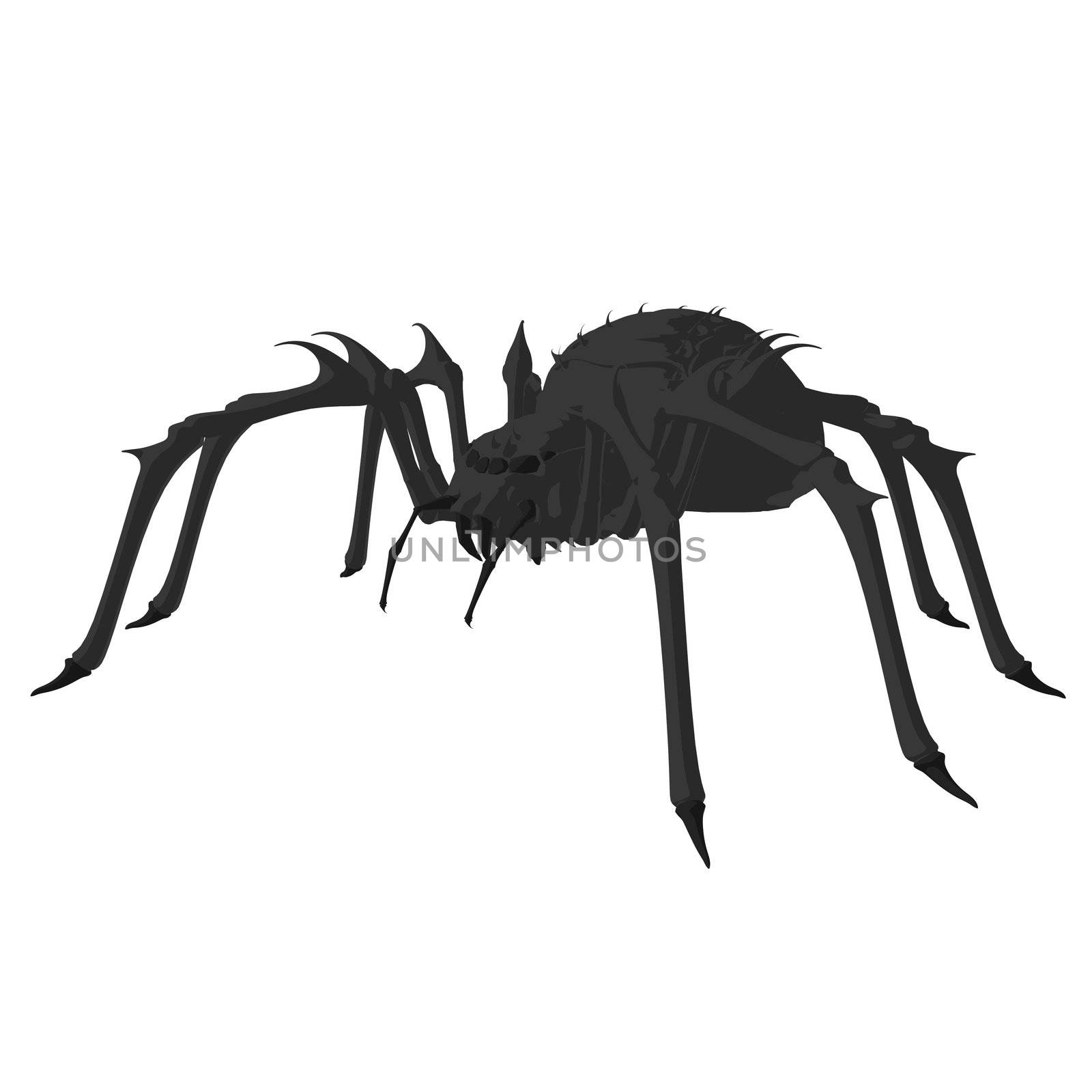 Black spipder on a white background