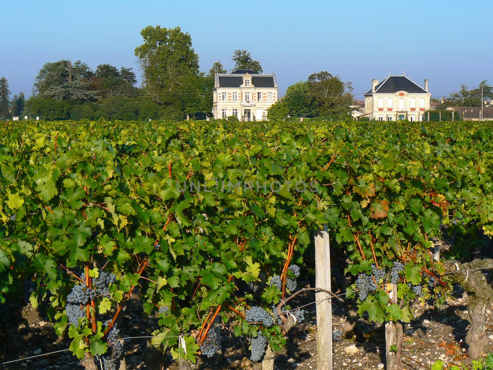 Bordeaux vineyard by dutourdumonde