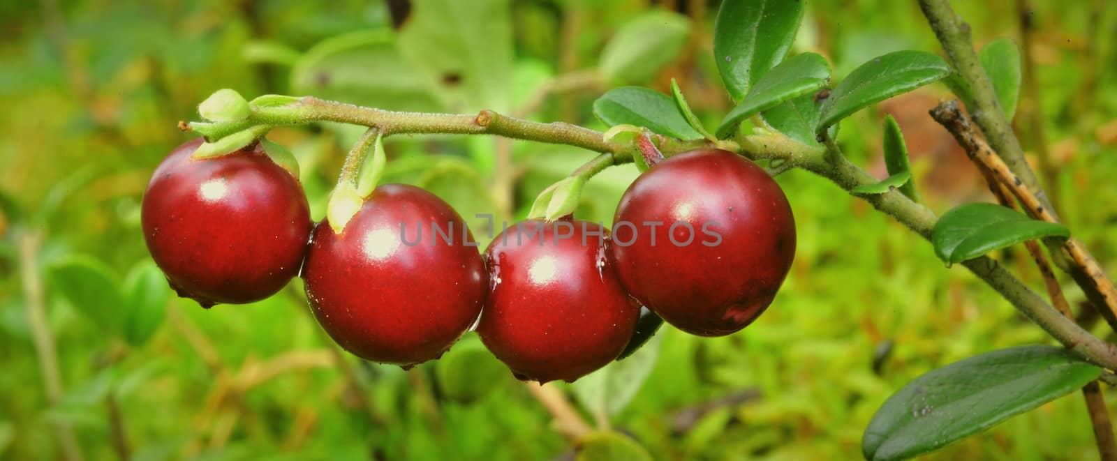 Cowberry with drops. Red ripe cowberry with drops after rain.Cowberry or Lingonberry, Vaccinium vitis-idaea, three red berries.