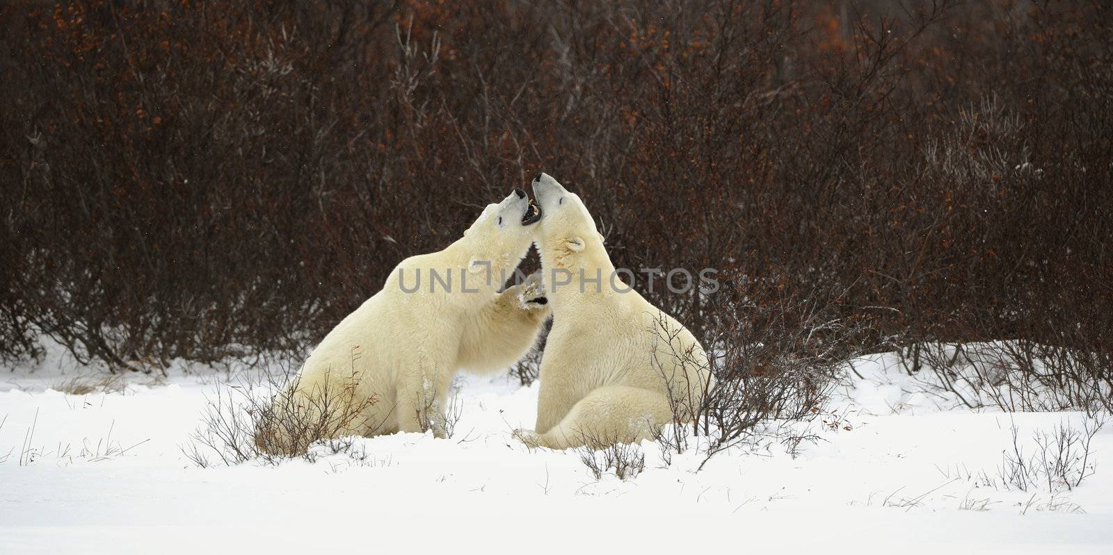 Two polar bears playfighting Hudson Bay Churchill Manitoba Canada