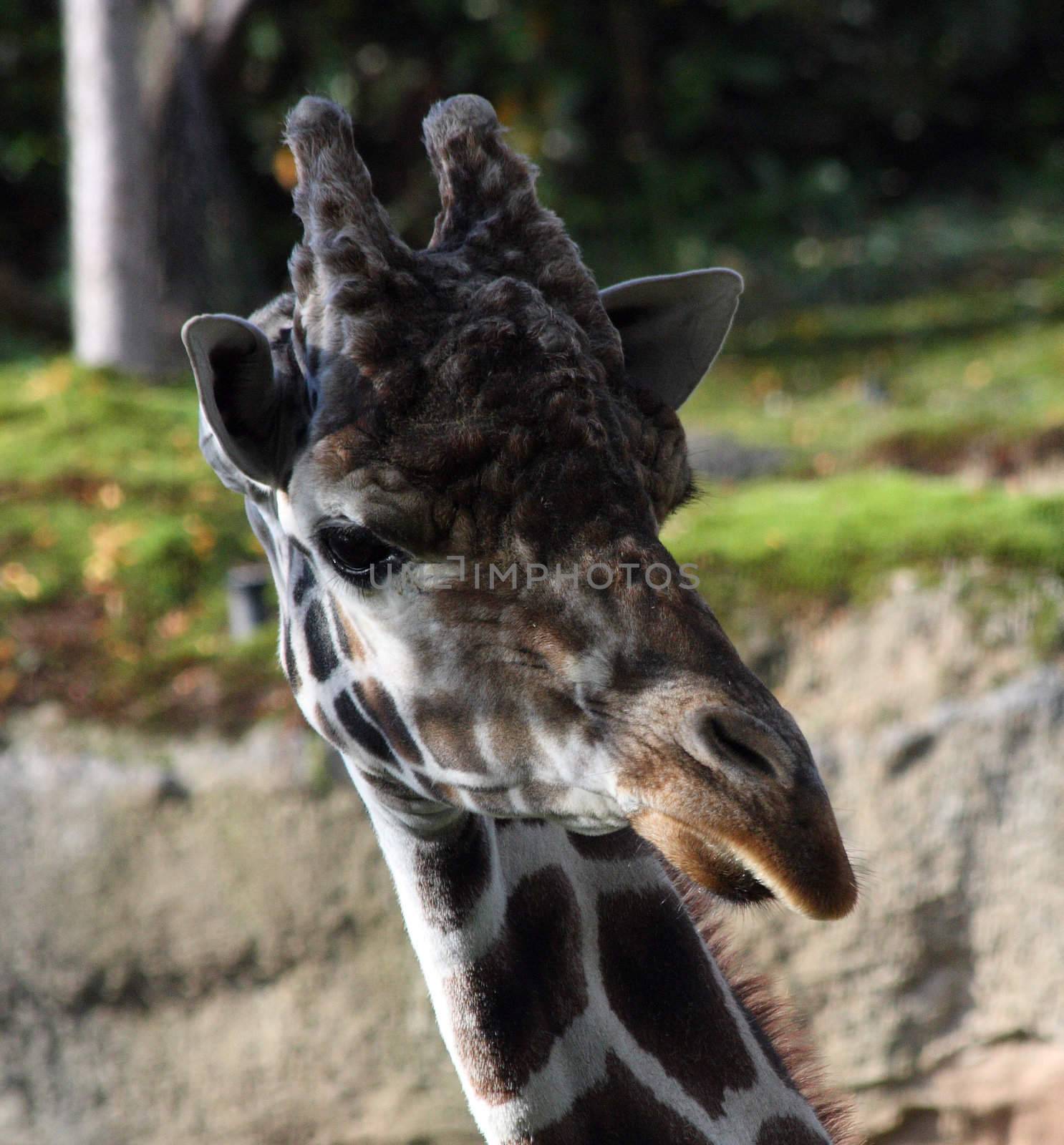Giraffe.  Photo taken at Oregon Zoo, Portland.