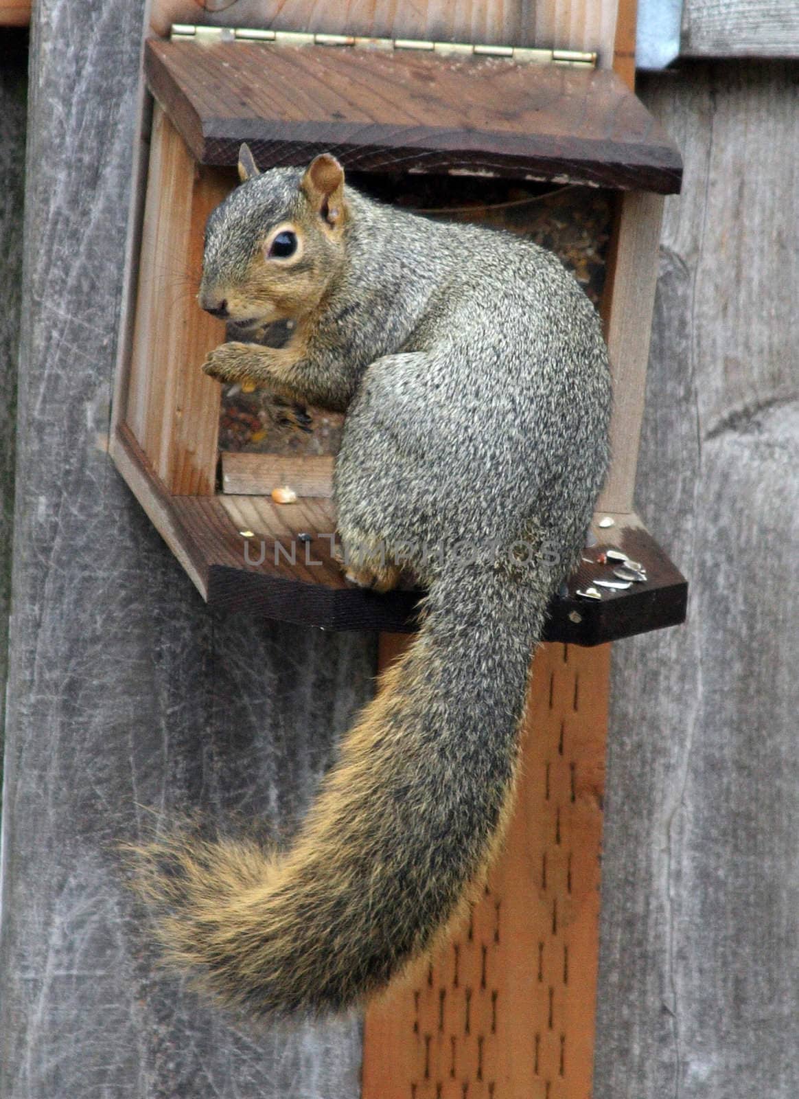 Eastern Gray Squirrel in Portland, Oregon. by sandsphoto