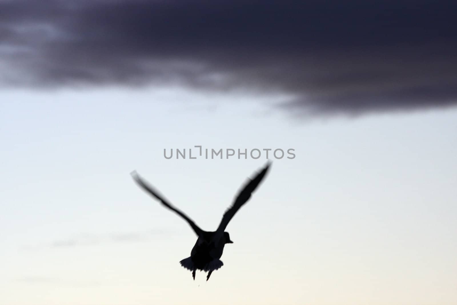 Duck Silhouette.  Photo taken at Lower Klamath National Wildlife Refuge, CA. by sandsphoto