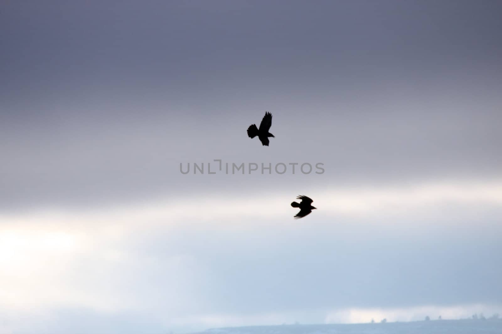 Duck Silhouette.  Photo taken at Lower Klamath National Wildlife Refuge, CA. by sandsphoto