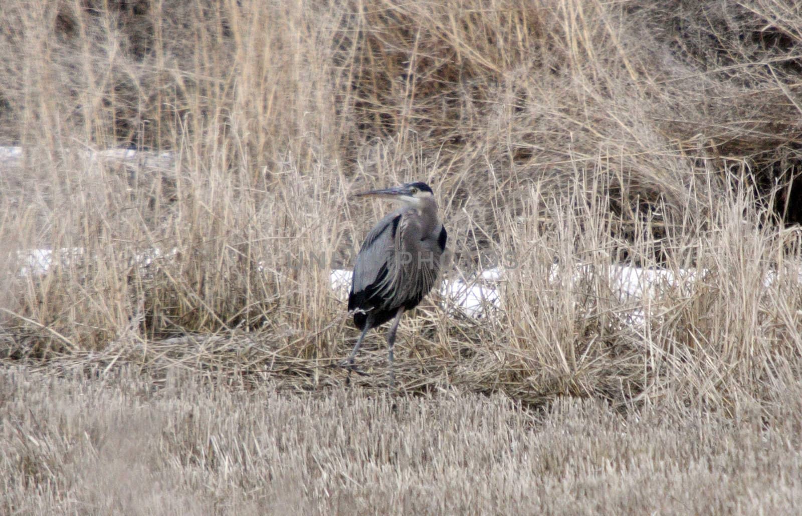 Great Blue Heron.  Photo taken at Lower Klamath National Wildlife Refuge, CA. by sandsphoto