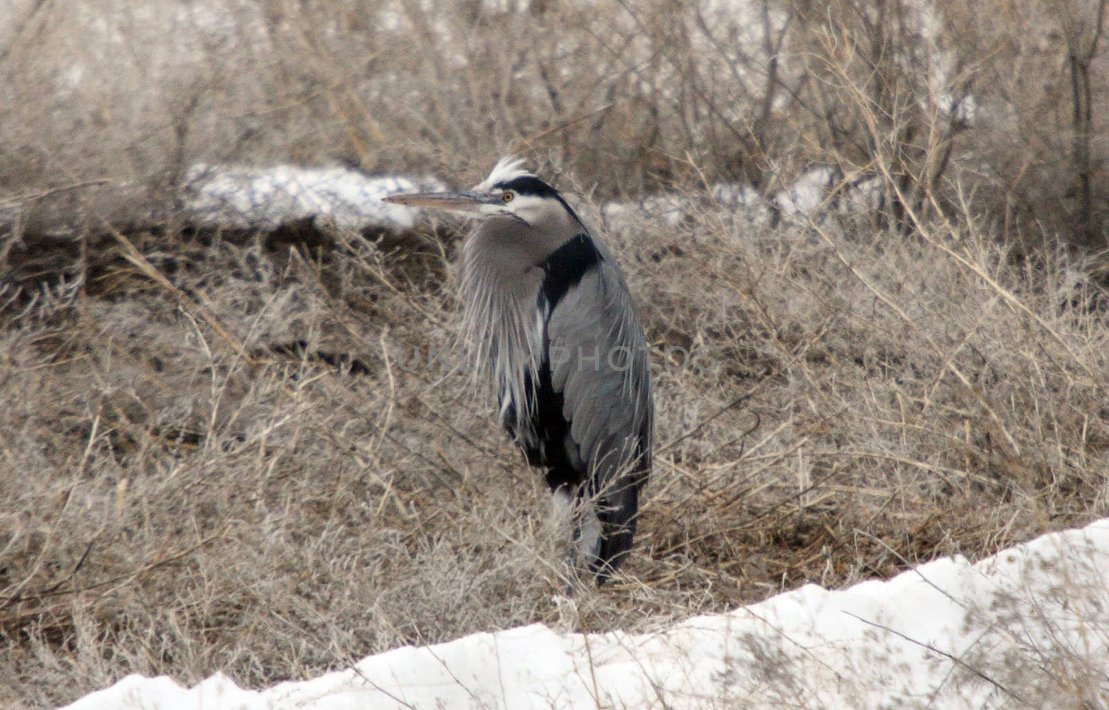 Great Blue Heron.  Photo taken at Lower Klamath National Wildlife Refuge, CA. by sandsphoto