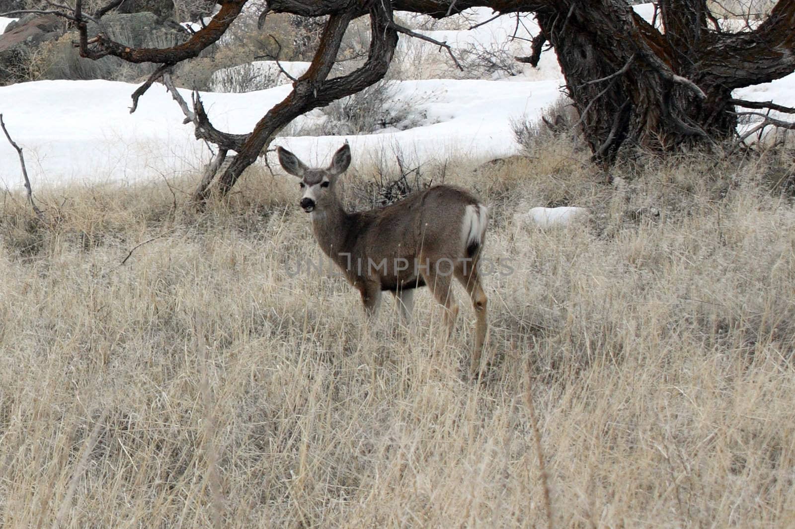 Mule Deer.  Photo taken at Lower Klamath National Wildlife Refuge, CA. by sandsphoto