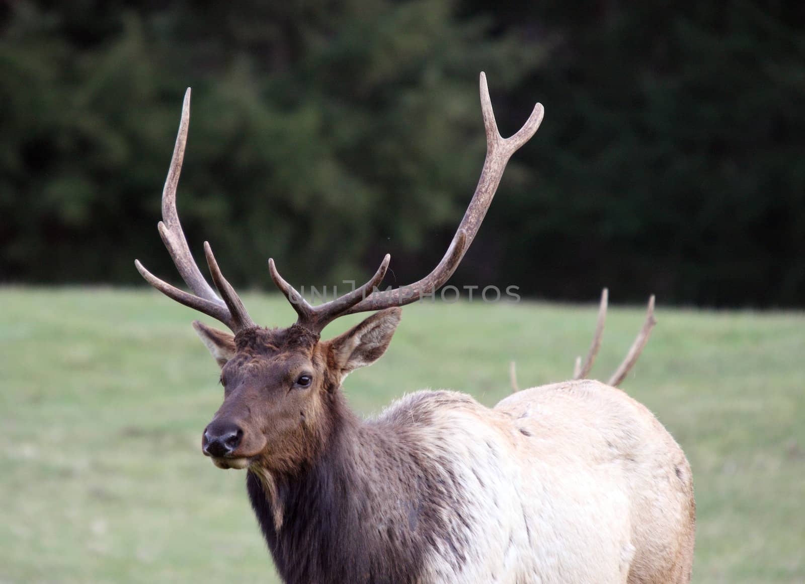 Elk.  Photo taken at Northwest Trek Wildlife Park, WA. by sandsphoto