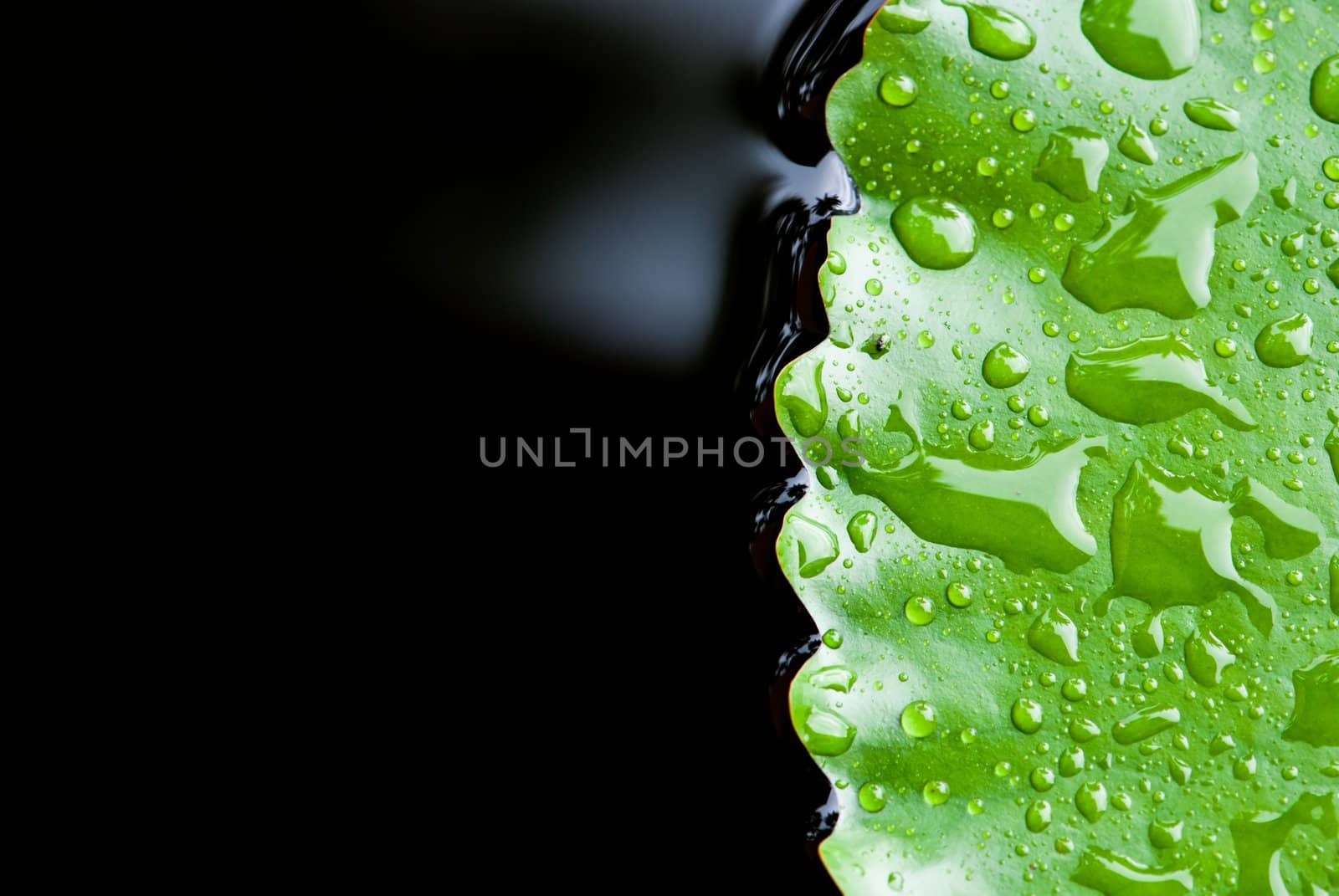 close up of rain drop on lotus leaf on the right side
