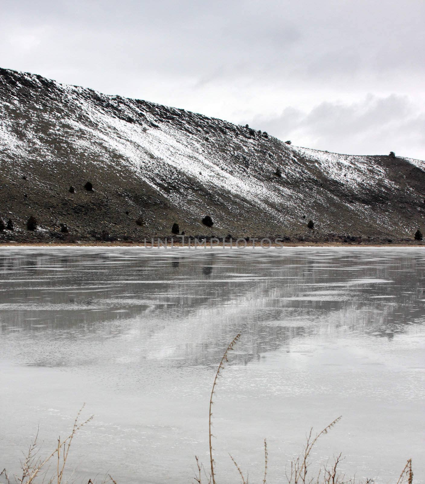 Reflection in the Ice.  Photo taken at Lower Klamath National Wildlife Refuge, CA.