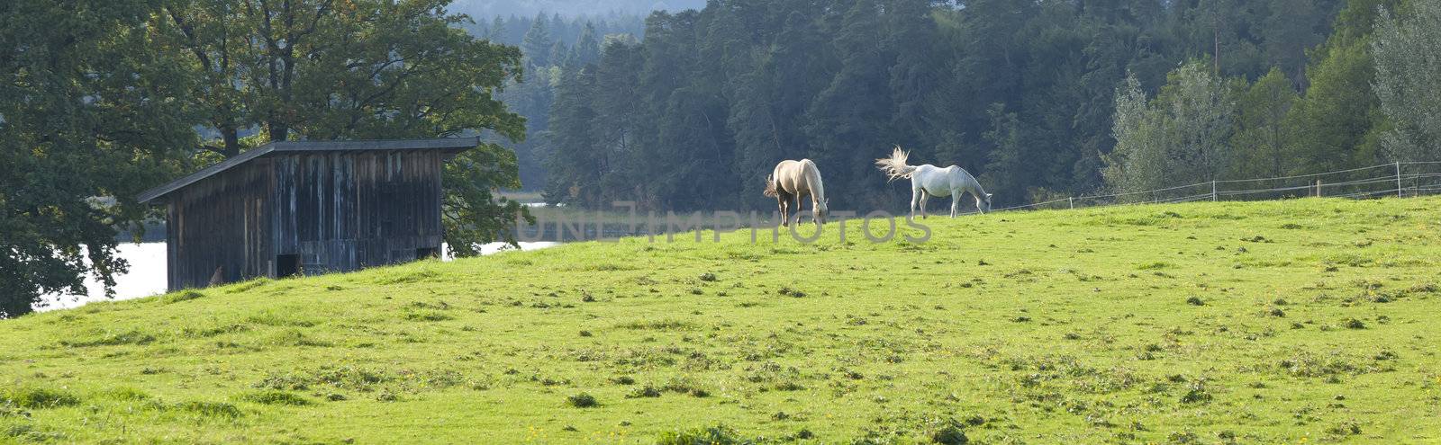 An image of two horses eating grass