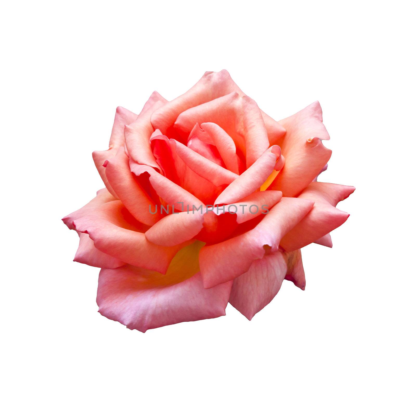 An image of a nice rose isolated on white