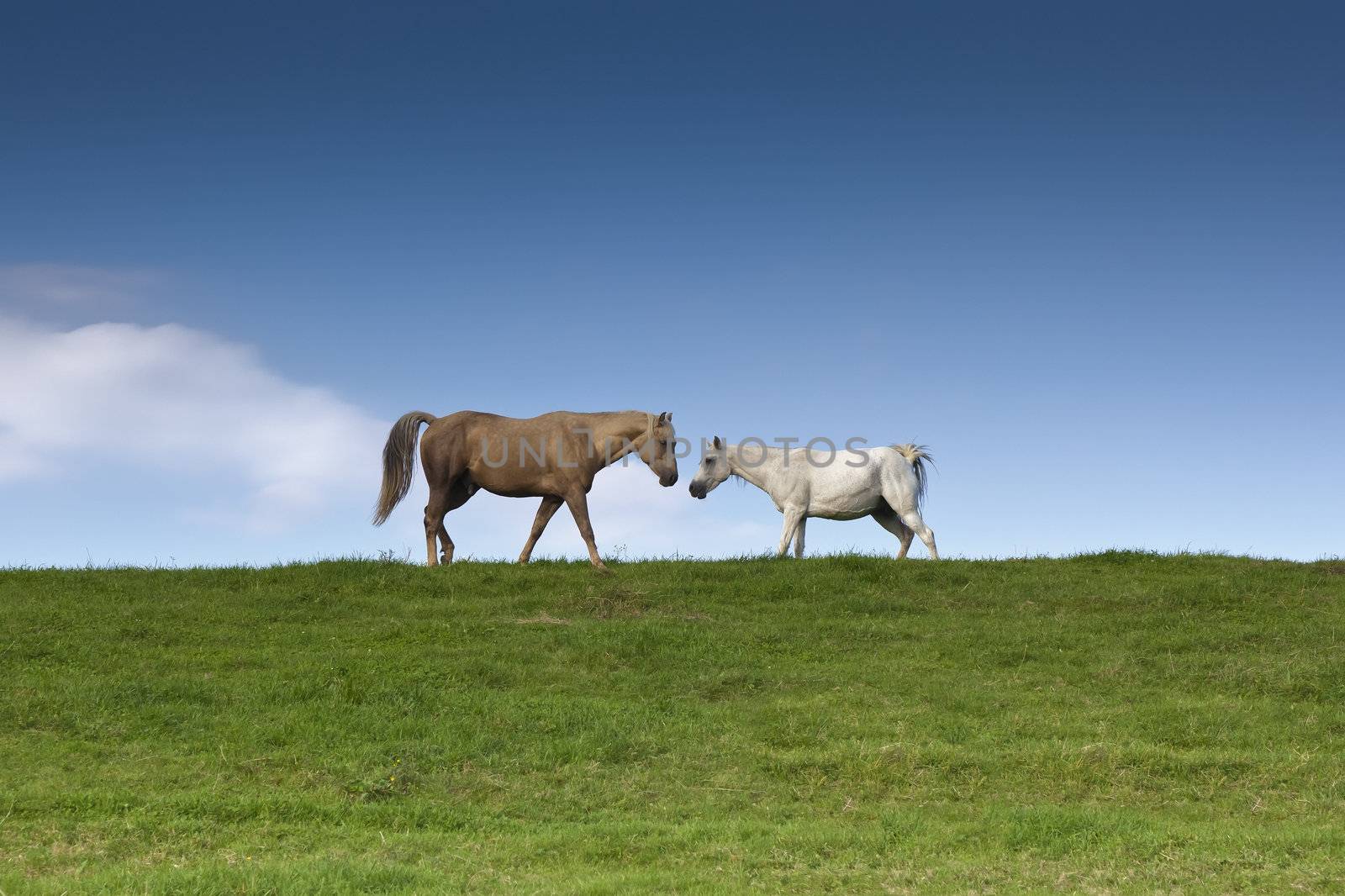 An image of two horses eating grass