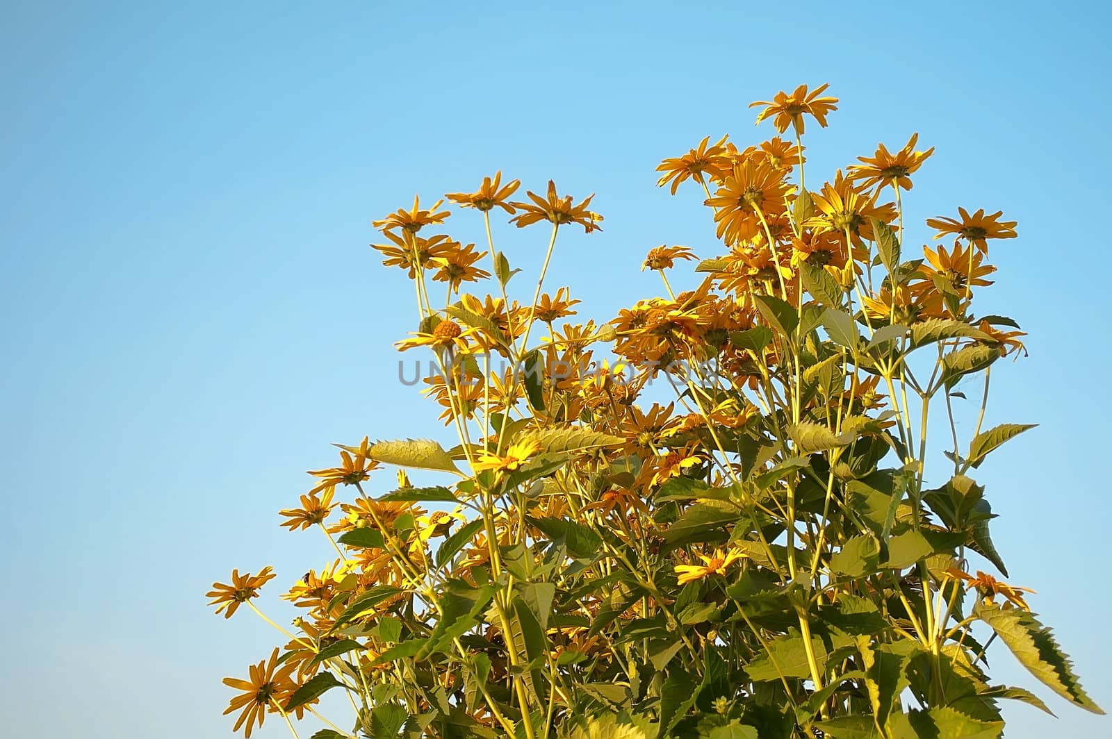 yellow flowers against the blue sky