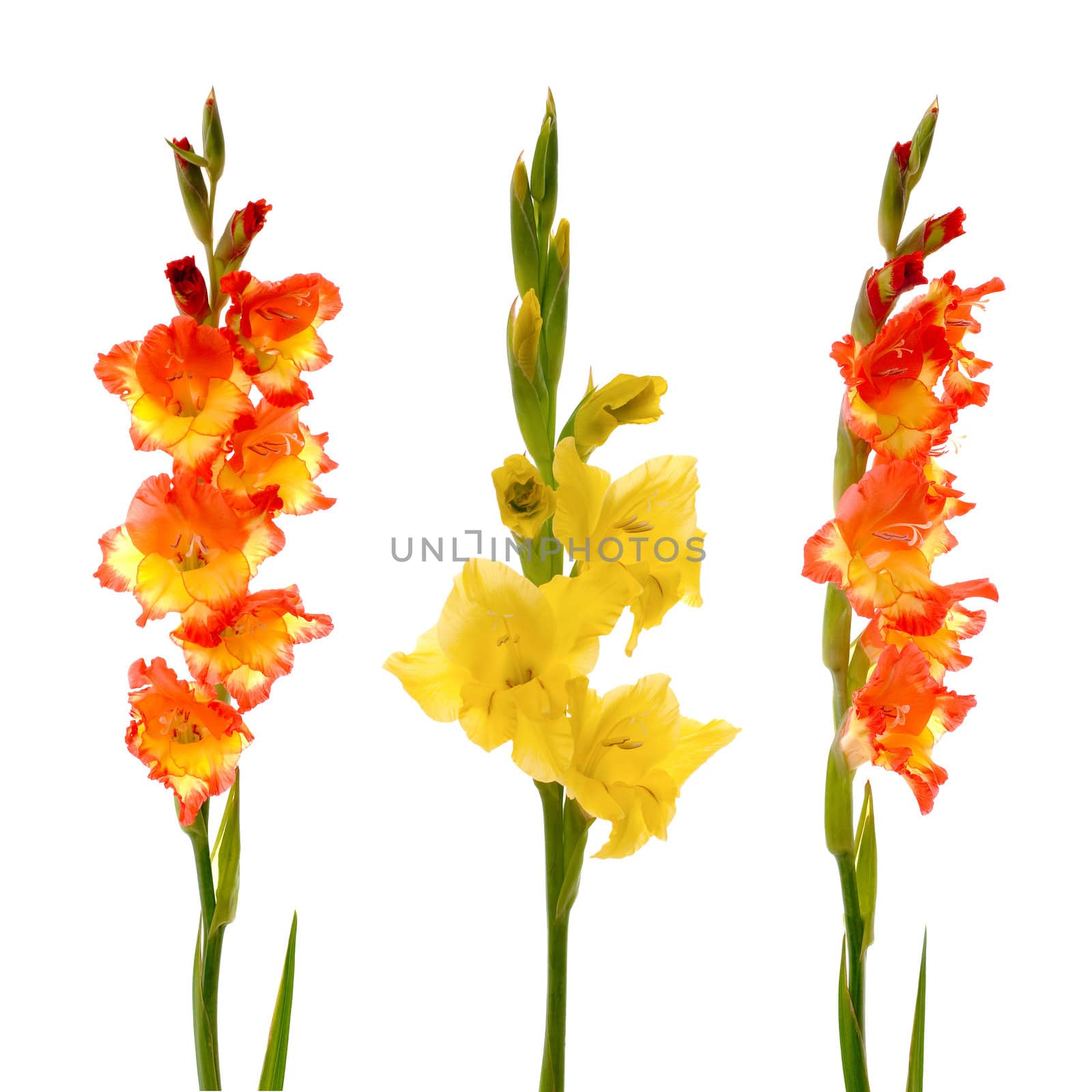 Red and yellow beautiful gladiolus isolated on white background.