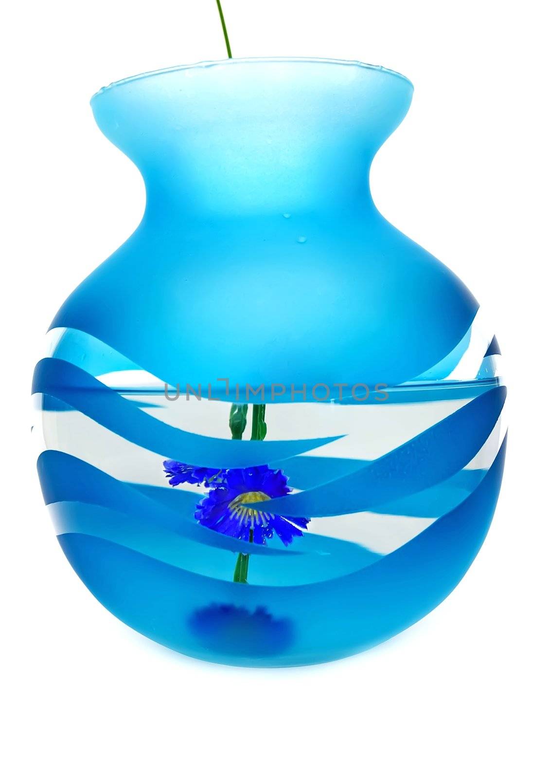 Blue flower dipped in a blue vase on a white background.