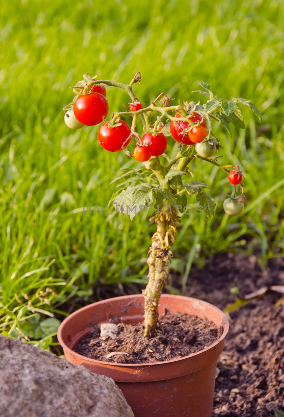 Ripe tomatoes growing in a small pot. Simple home agriculture.