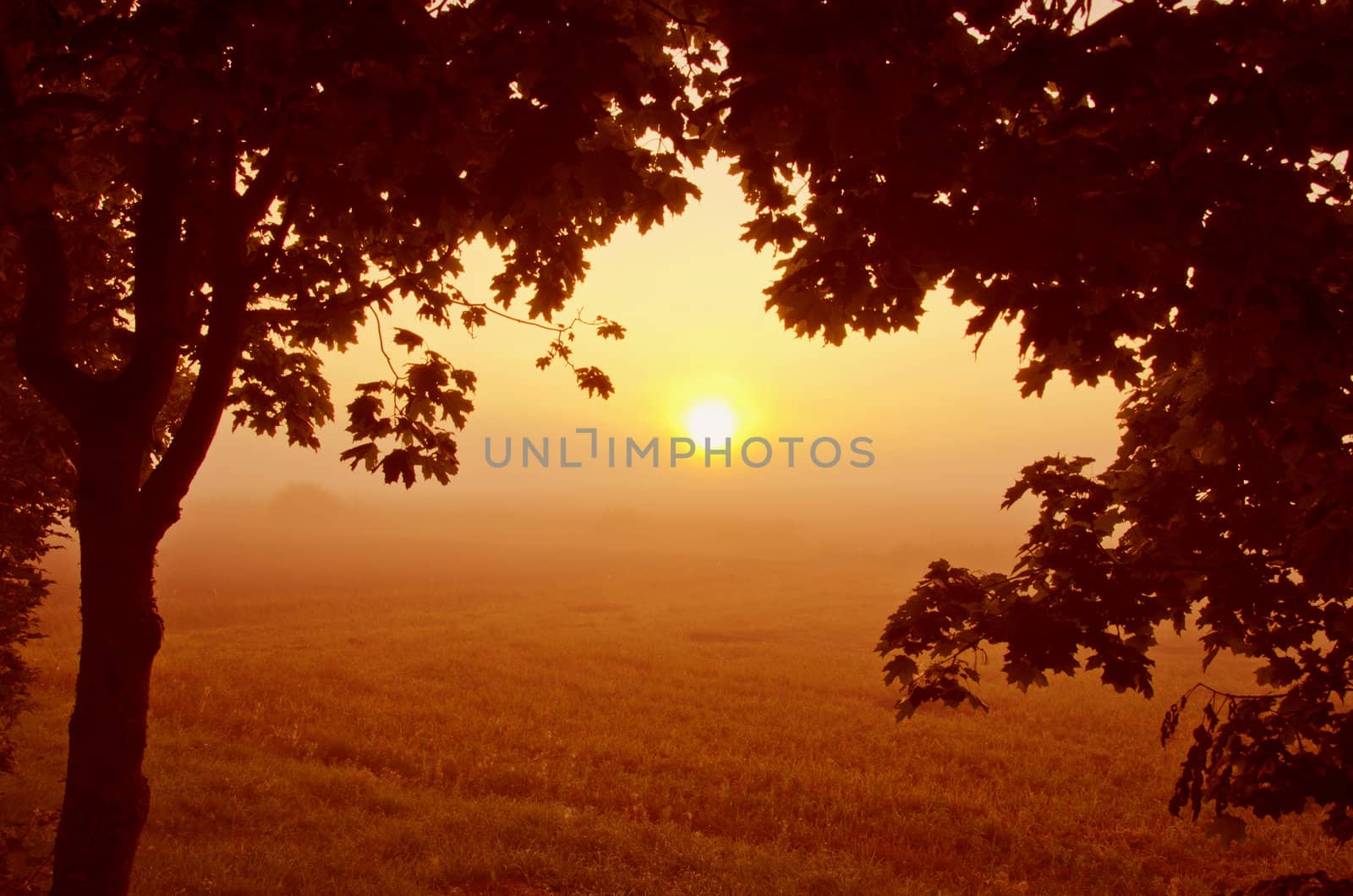 Beautiful morning view through maple branches. by sauletas