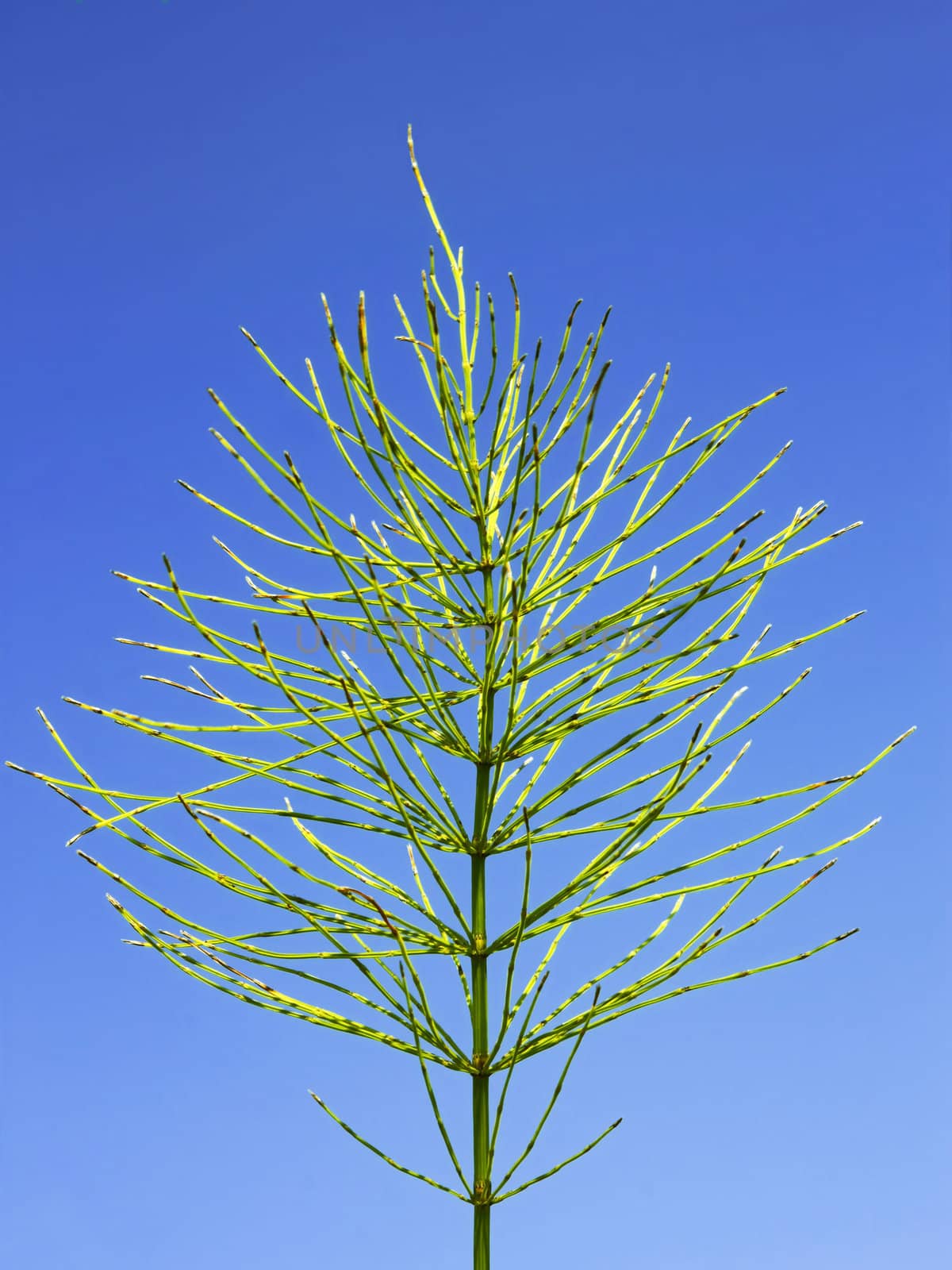 Green Field horsetail plant in early autumn on the background of blue sky