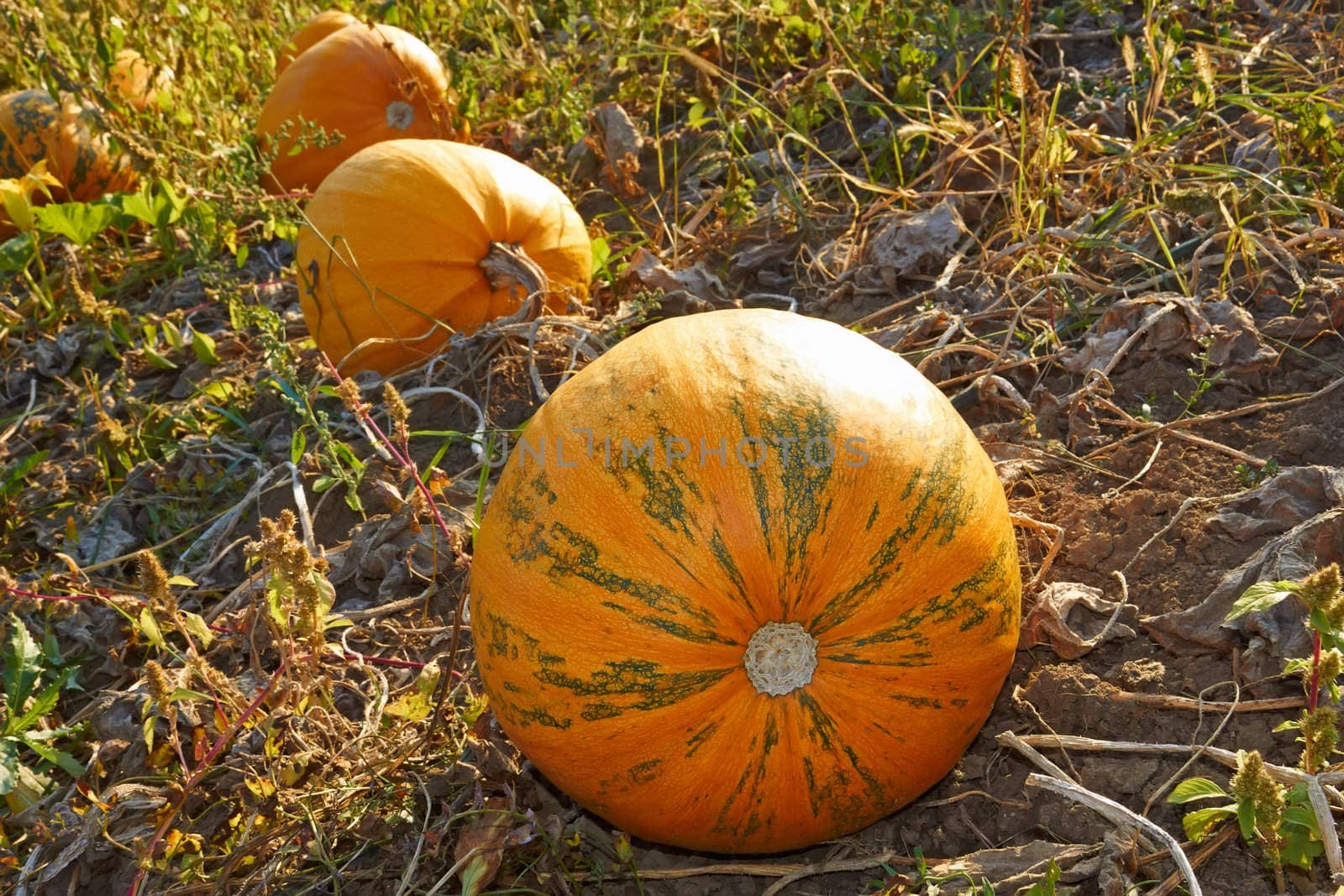 Big pumpkins ripe fruit in the garden among the dried weeds