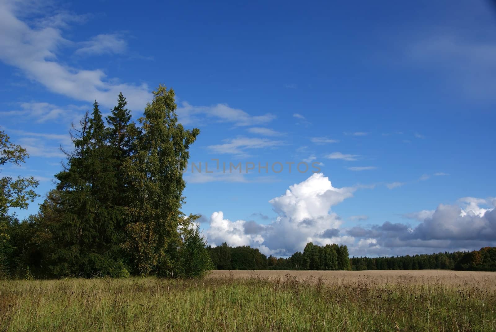 Rural landscape with trees and the blue sky