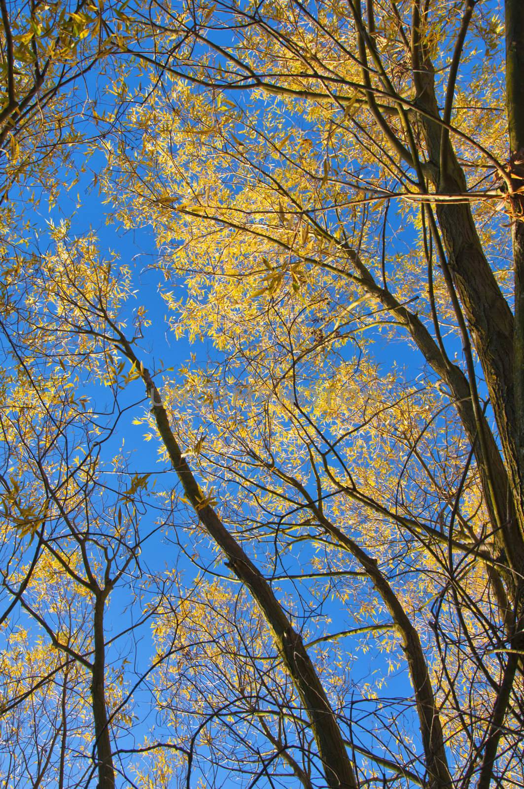 Autumn trees with yellow leaves. by lobzik