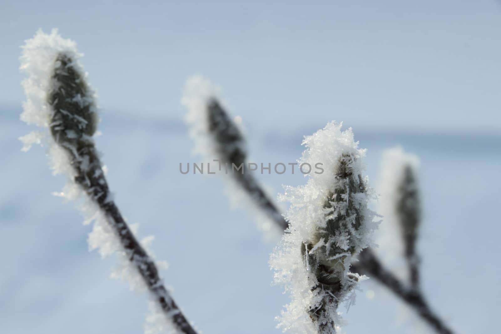 Frost Covered Plant by jasony00
