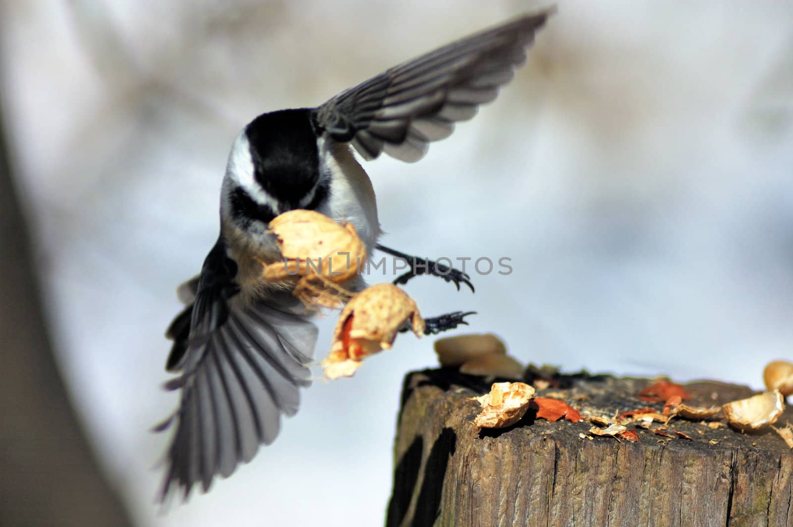 A black-capped chickadee in flight with a peanut.