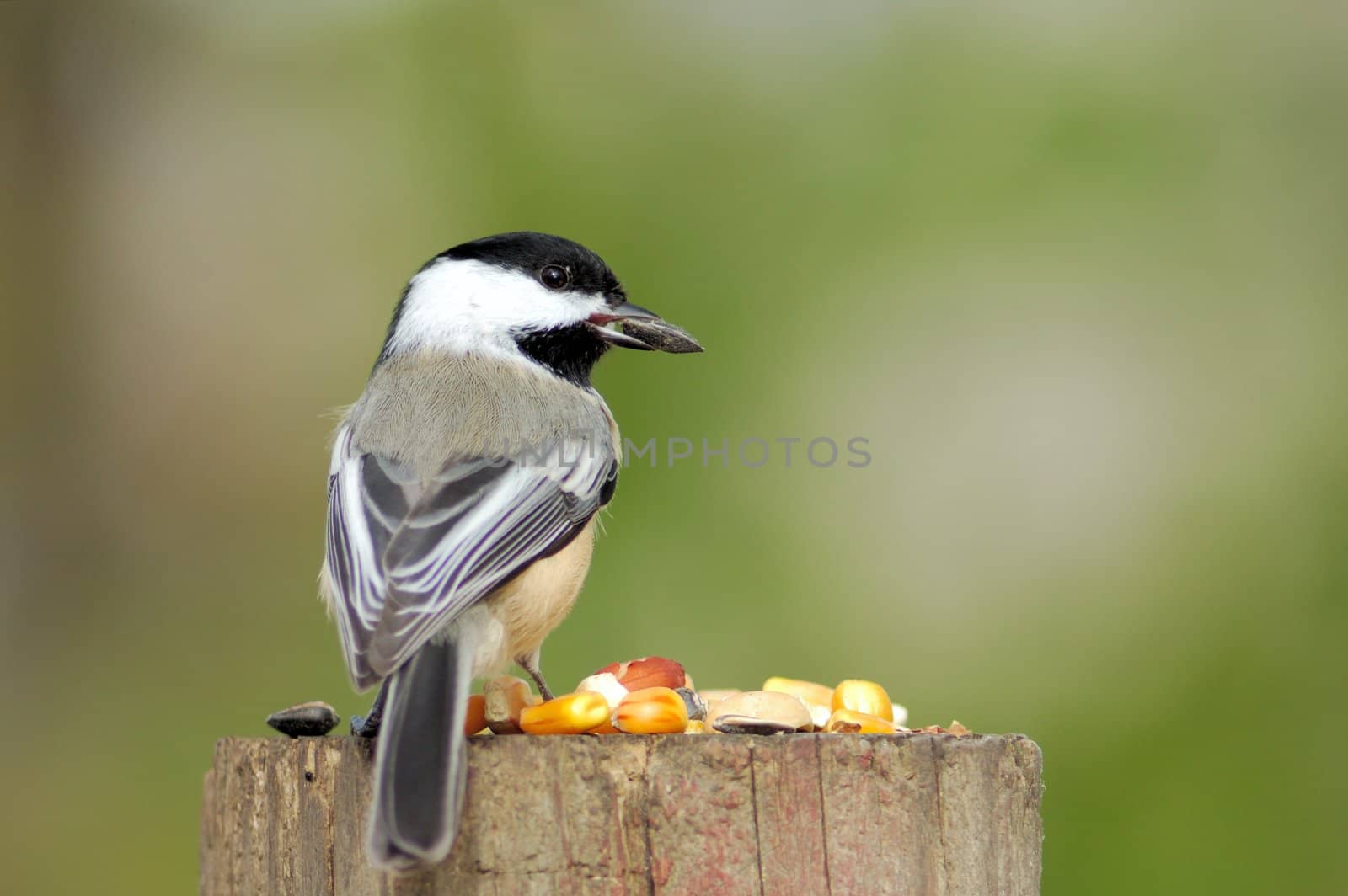 A black-capped chickadee perched on wooden post with bird seed.