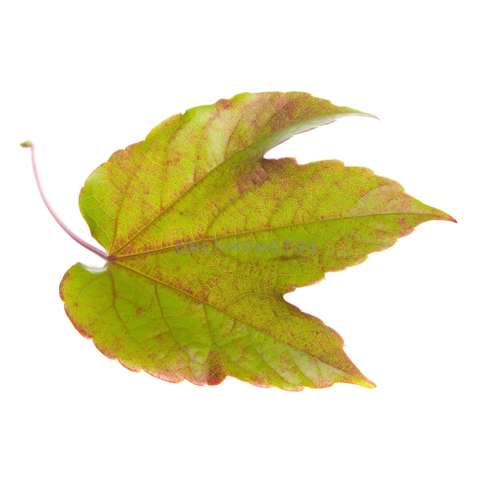 one leaf on a white background