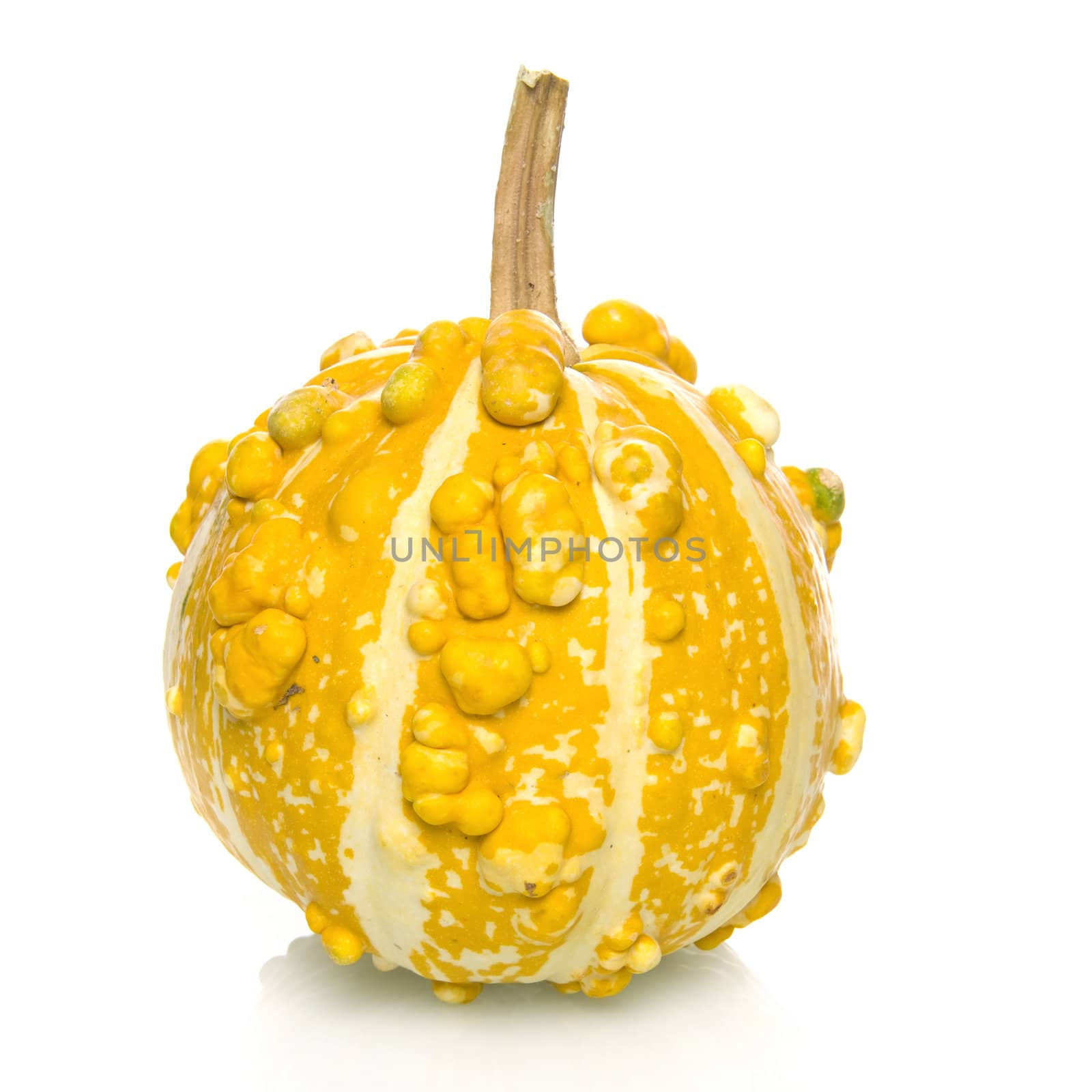 a calabash on a white background