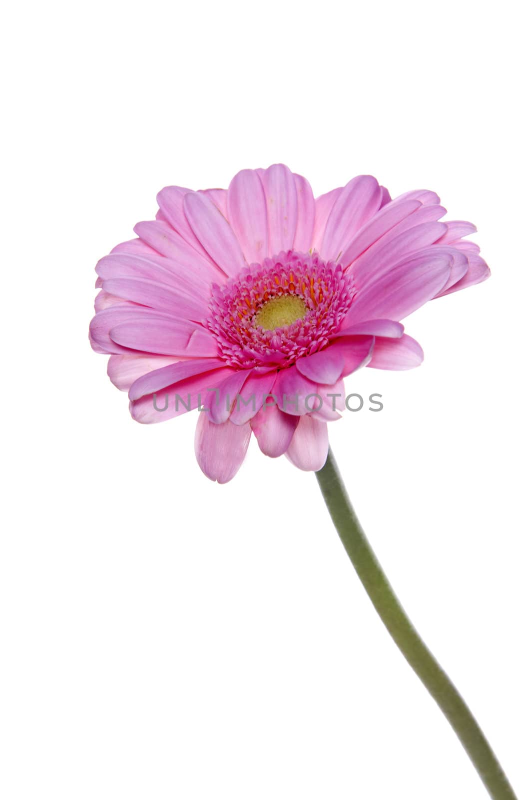 a pink gerbra on a white background