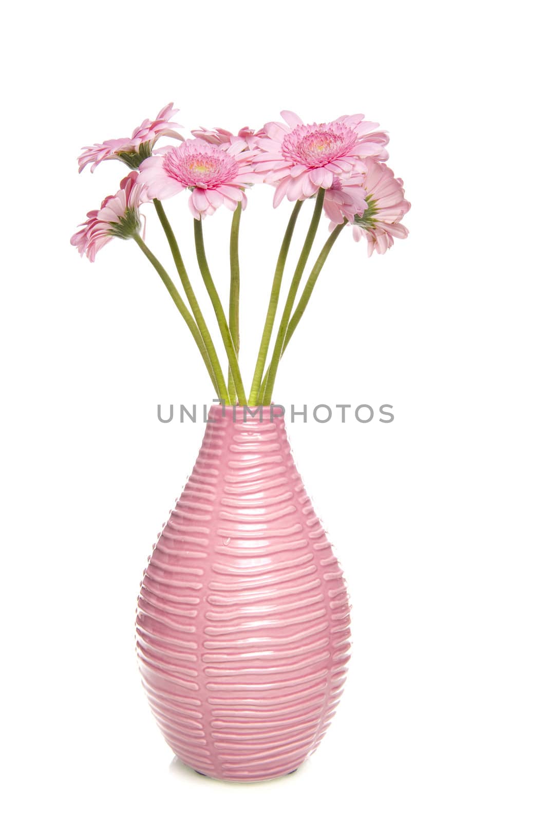 Pink blossoms in a pink vase on white