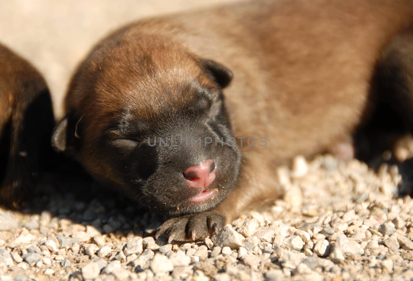  one day young puppy belgian shepherd
dog, pup, puppy, female, belgian, 