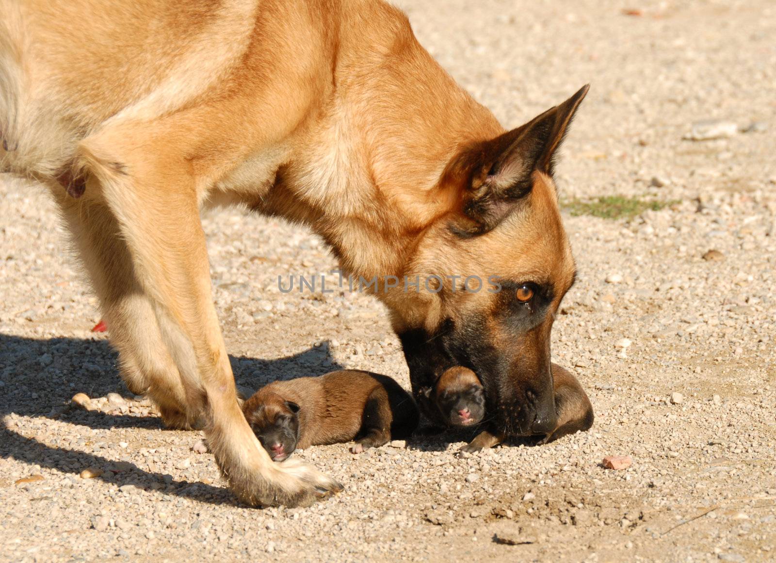 female belgian shepherd and her very one day young puppies
