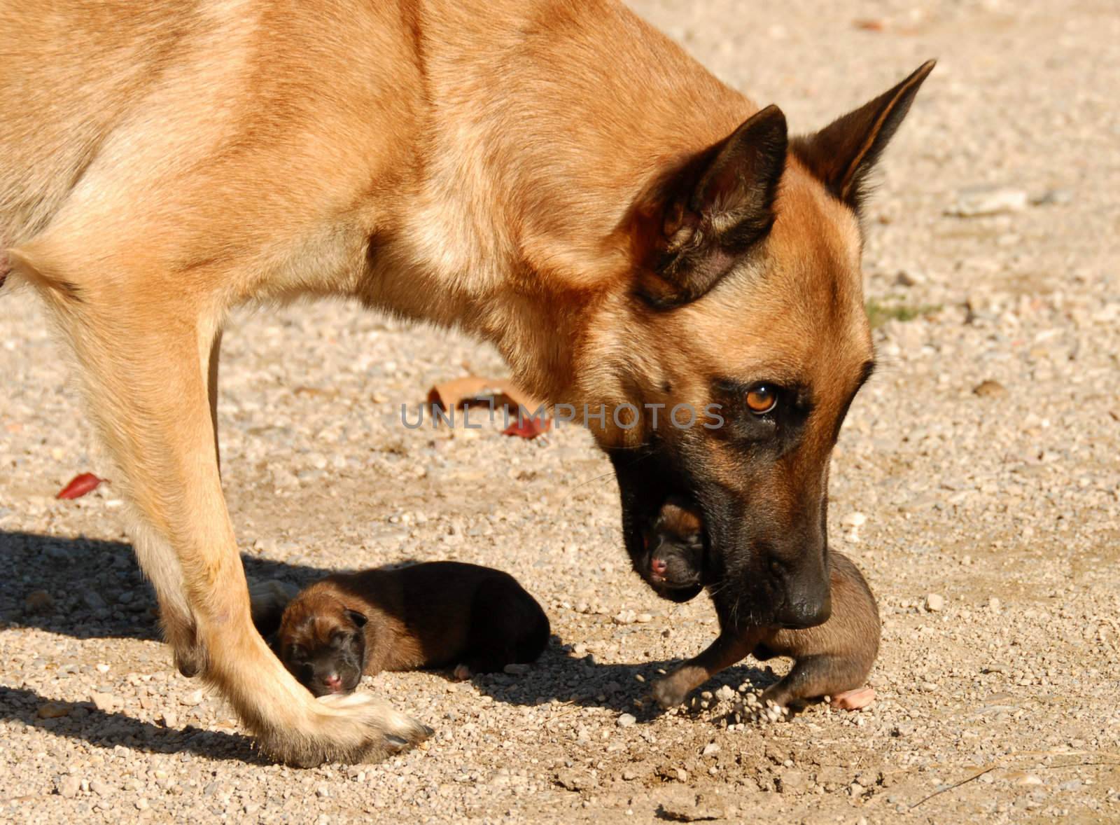 female belgian shepherd and her very one day young puppies
