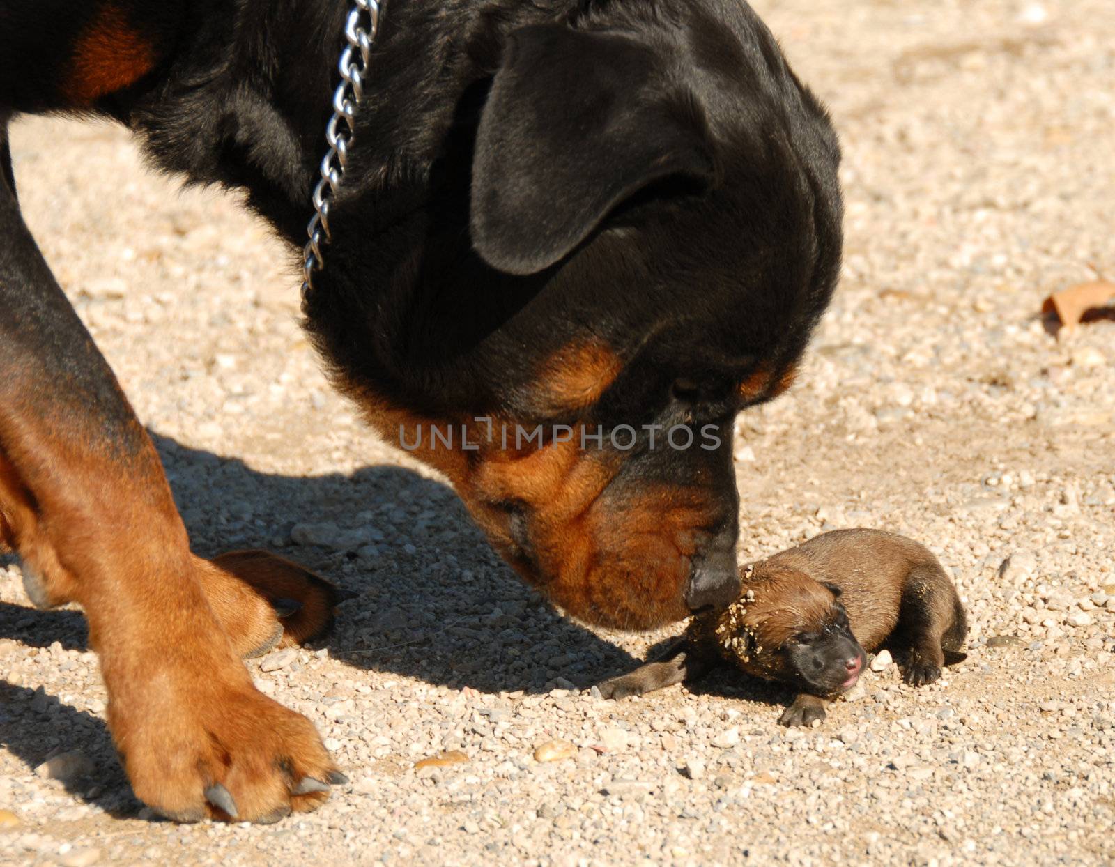 very young puppies belgian shepherd and rottweiler
