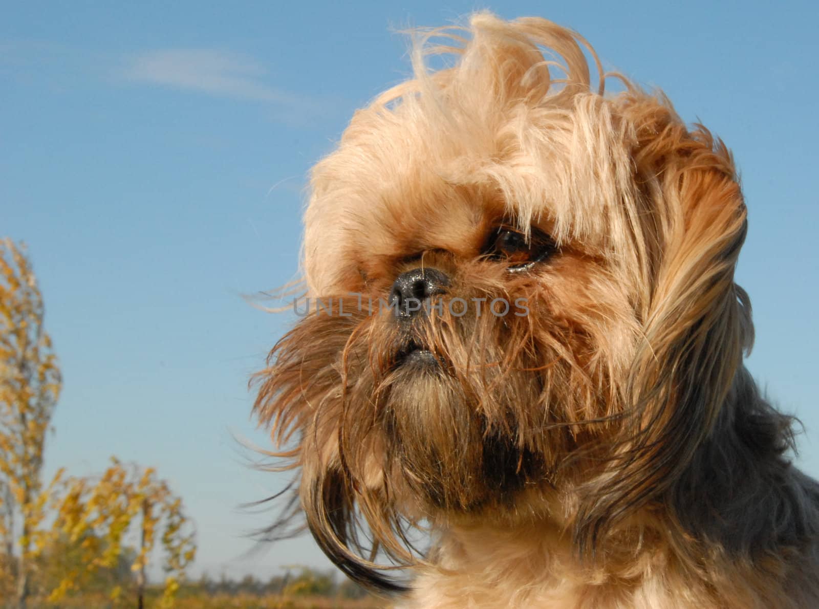 portrait of a beautiful purebred shi tzu